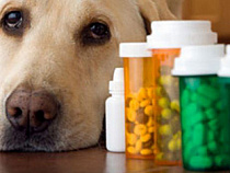 Свыше 500 кг лекарств для животных задержали на калининградской таможне