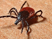 Скверы и газоны Калининграда вновь обработают от клещей 