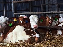 Под Зеленоградском коровы стали приносить близнецов