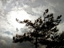 Из-за усиления ветра в «Янтарьэнерго» вводится режим повышенной готовности