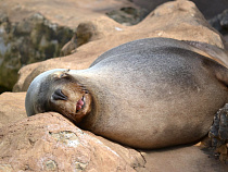 Алексей Заливатский: в Янтарном сожрали тюленёнка (фото)