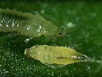 На цветах в регион завезли опасного переносчика инфекций