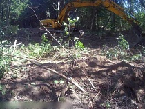 Названа страшная уничтожения целой рощи под Зеленоградском