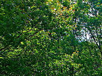 Общественники решили защищать Холмогоровку от вырубок