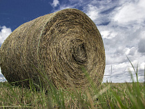 Молодые черняховцы попались на краже сенажа с поля «Мираторга»