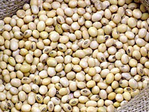 В Калининградскую область ввезли 27 тыс. тонн соевых бобов вместе с сорняками