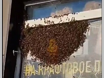 В Балтрайоне пчёлы роем напали на ларёк крафтового пива