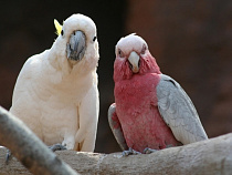 Пьяный калининградец пытался украсть из зоопарка попугая 