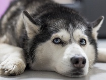 Против жителя Полесска возбудили уголовное дело за убийство хаски