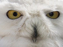 Калининградская область оглушена творившимся с совами в Зеленоградске