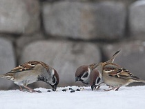 В Калининградской области додумались пересчитать воробьёв 