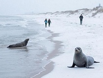 На Калининградскую область молча движутся тюлени