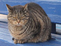 Власти Гданьска раздали 90 зимних домиков для бездомных котов