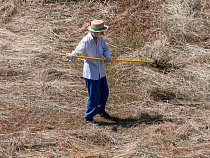Правительство разрешит косить сено у недостроенной Балтийской АЭС