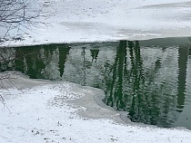 В Калининграде в прудах показали странное
