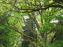 В Виштынецком парке нужно вырезать 45 га деревьев