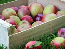 В яблоках Гвардейского района нашли запрещённые пестициды