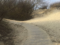 В Зеленоградске укреплением авандюны занялись рестораторы