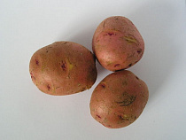 В Калининградскую область запретили ввозить картофель и томаты из Литвы