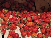 В Гурьевском районе объявили карантин по клубнике