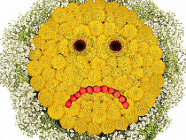 В Калининградской области уничтожено 80 зараженных опасным заболеванием хризантем