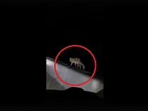 В Балтийске по перилам променада разгуливала лиса