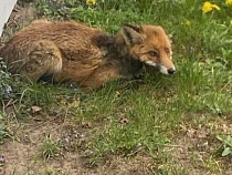 В Ладушкине неизвестные убивали лису