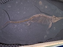 Призрак плавучего ужаса потрясает центр Калининграда