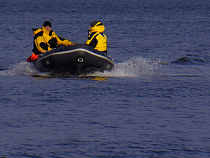 После потепления климата в Куршском заливе попёрла корюшка