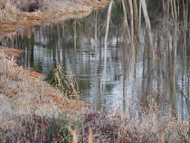 В устье реки Медвежья под Зеленоградском планируют построить закрытый водовод