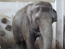 Шторм повредил бассейн слонихи Преголи в Калининграде