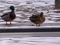 Неулетевшие птицы дождались первого льда в Калининграде