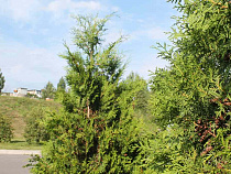 Власти: Лесовосстановление в регионе обгоняет темпы вырубки лесов