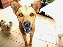 Билет на поезд для животных теперь тоже можно оформить через Интернет