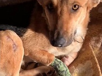 Собаку из Балтийска с отрубленными лапами приютили в Саранском
