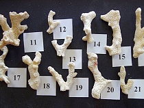 Калининградку с кораллами из Египта приняли в Храброво без радости