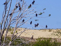 «Началось!»: этот шум на Куршской косе перекрыл даже крики птиц