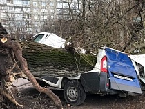 В Калининграде ураган свалил деревья на машины