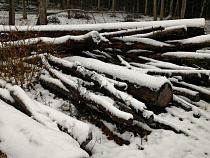 Дело о вырубке в Виштынецком парке довели до суда спустя четыре года (видео)