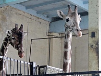 В Калининграде умер жираф