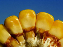 В Калининград не пустили семена кукурузы из Румынии