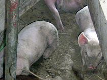 Свиней поменяли на алкоголь: ограбление фермы в Нестеровском районе