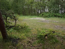 Жители Заостровья требуют строить башню без вырубки реликтового леса 