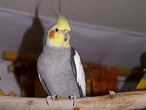 Польского попку вернули на родину