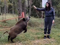 Туристка опасно развлекалась с кабаном на Куршской косе 