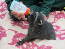  Зоологи Калининградского зоопарка стали приемными родителями для двух енотов