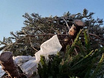 В Калининградской области новогодними ёлками удобрят землю