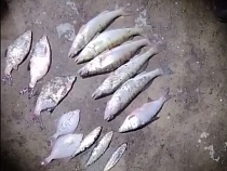 Из рейда по Калининградскому заливу вернулись с 14 рыбами 