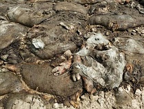 У дороги Калининград – Новосёлово нашли десятки трупов животных