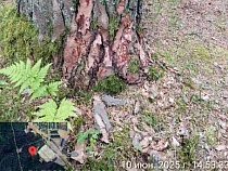 «Автотор-Арена» с корнями в Швейцарии портила деревья в Калининграде